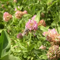 Sur trèfle violet porte-graine, les dégâts d'apion (petit coléoptère charançon) deviennent très difficile à contenir faute de solutions insecticides e