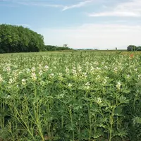 Parcelle de protéagineux. C'est l'une des dimensions du débat : peut-on prétendre à la souveraineté alimentaire en faisant l’économie d’une transition