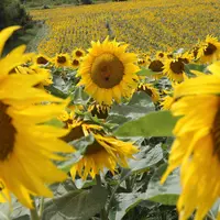 Les charges opérationnelles du tournesol avoisinent les 300 €/ha pour un rendement moyen de 23 q/ha et un produit brut autour de 1700 €/ha.