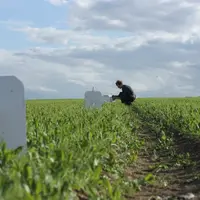 Des plaques engluées avec des capsules émettant des substances attractives de bruches peuvent permettre de faire baisser de 50 % les grains bruchés.