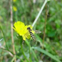 Syrphe porteplume (Sphaerophoria scripta) femelle.