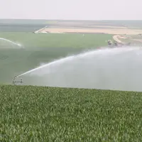 Sur blé tendre, l'épiaison est la période de sensibilité maximale au manque d'eau.