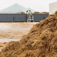 Fumier alimentant un méthaniseur. Le modèle français privilégie les effluents et les Cive en méthanisation  pour préserver la vocation alimentaire de