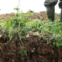 En hiver, la présence d'un couvert contribue à une meilleure infiltration de l'eau, réduisant les risques de tassement ou de lissage du sol en profond