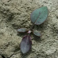 Sur la plantule de rumex crépu, les cotylédons sont de forme elliptique allongée.