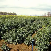 Un nombre élevé d’essais, localisés dans des situations aux conditions diversifiées, est la meilleure garantie de mesurer la stabilité des variétés.