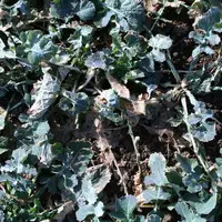 Dans les régions avec des froids tardifs, les variétés précoces sont déconseillées.