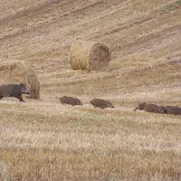 Les sangliers, dont les populations explosent, sont responsables de 85 % des dégâts de grand gibier occasionnés aux cultures.