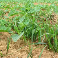 En cas de forte infestation de repousses de céréales, il est conseillé d'intervenir tôt, quand elles ont 2 à 3 feuilles, avec un antigraminée foliaire