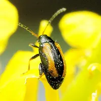 La petite altise de l'espèce Phyllotreta nemorum montre des bandes jaunes