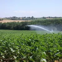 Un apport d'eau à début floraison est incontournable pour améliorer le rendement du tournesol.