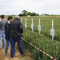 Des variétés de blé valorisent mieux l'azote en rendement que d'autres. Mais avec un objectif de teneur en protéines à 11,5 %, les différences s'aplan