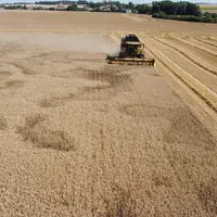 Cette année, les rendements de blé sont très variables au sein d'une région, et même à l'échelle d'une exploitation.