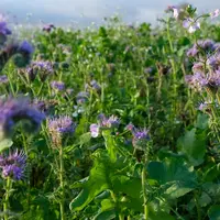 Un zonage va définir, par département, les secteurs pouvant bénéficier d'une dérogation pour être dispensé de semer des couverts SIE en raison de la s