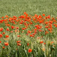 Une forte présence de coquelicots peut réduire de plus de 10 % le rendement d'un blé.