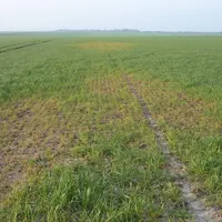 La présence de vastes zones de la parcelle décolorées peuvent être dues à la mosaïque.