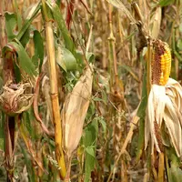 Malgré une sole française stable à 84 500 hectares, la production devrait se situer entre 70 et 75 % des objectifs initiaux.