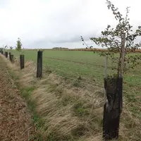 L'agroforesterie vise deux objectifs, en plus de ses atouts pour la biodiversité : la production de bois et les services rendus à la culture.