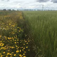 Les bandes fleuries complètent d'autres aménagements paysagers en nourrissant les auxiliaires lorsqu'il n'y a plus beaucoup de fleurs, comme en été.
