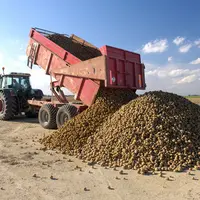Depuis cinq ans la pomme de terre féculière fait les frais des sécheresses et des canicules, et le rendement de référence de la culture a baissé sous