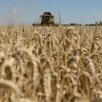 Les besoins de trésorerie par hectare vont potentiellement doubler par rapport à 2020 pour la nouvelle campagne, atteignant 700 à 800 euros/hectare po