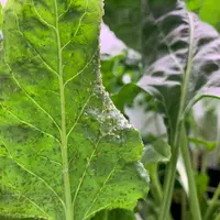 Des variétés de betteraves tolérantes à la jaunisse seront disponibles dès 2024, mais avec un potentiel de rendement moindre que les témoins actuels.