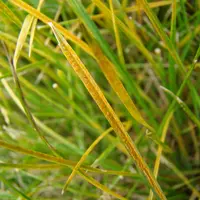 En l'absence de gel suffisamment sévère, les rouilles peuvent passer l'hiver sur les repousses de céréales ou les graminées ici.
