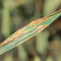 La septoriose est résistante à la fois aux triazoles et aux SDHI dans certaines situations au champ.