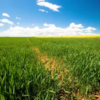 Les biostimulants visent à renforcer les capacités de la plante en situation de stress abiotiques tels que le gel, les stress hydrique ou thermique.