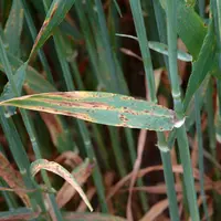 De petites taches "léopard" sur les feuilles sont caractéristiques de la ramulariose.