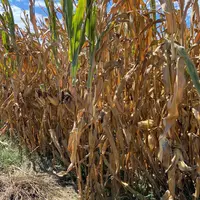 Les semenciers ont conçu des gammes spécifiques de maïs gardant un bon potentiel de rendement en conditions difficiles d’alimentation hydrique.