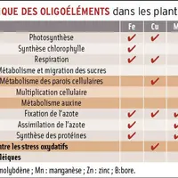 Fertilisation : des oligoéléments indispensables dans de nombreuses fonctions de la plante