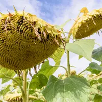 De plus en plus d'agriculteurs du Nord et de l'Est optent pour le tournesol, dont les nouvelles variétés apportent satisfaction.