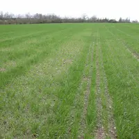 La carence en manganèse sur céréale s'exprime dans les bandes où le sol est très aéré, mal rappuyé, entre les trains de roue par exemple.