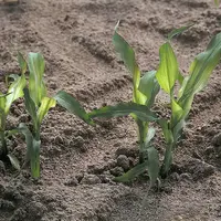 La carence en zinc sur le maïs peut avoir de fortes répercussions sur le rendement.
