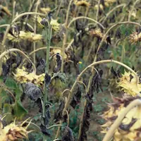 Les pertes de rendement peuvent être lourdes sur un tournesol carencé en bore.