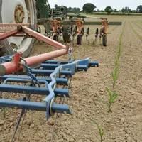 La herse étrille est utilisable sur des maïs en début de levée mais préférentiellement avant. Son efficacité peut être équivalente à celle d'un traite