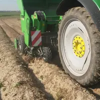 Dans les techniques d'agriculture de conservation des sols (ACS), les pommes de terre sont plantées directement dans des buttes formées à l'automne.