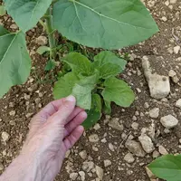 Le mildiou provoque un nanisme des plantes et développe un feutrage blanc sous les feuilles.