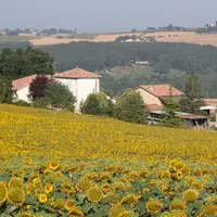 Pour éviter le mildiou dans les situations à risques, Terres Inovia conseille de cultiver du tournesol moins d'une année sur trois sur une même parcel