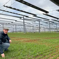Sylvain Raison a implanté du blé tendre après sa première récolte de soja sous la structure agrivoltaïque.