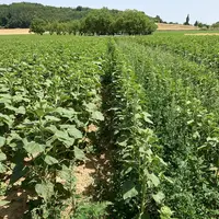 L'infestation en ambroisie (à droite) est très concurrentielle du tournesol.  Son pollen est en outre très allergisant. De bonnes raisons de détruire
