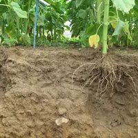 Il n'existe pour l'heure pas de définition précise de l'agriculture de régénération.