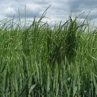 Dans des zones de grandes cultures, le ray-grass commence à résister au flufenacet.