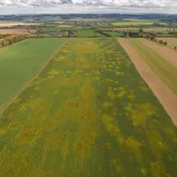 L'attaque de jaunisse constatée sur toute la zone de production française de production de betteraves pourrait conduire au plus bas rendement depuis q