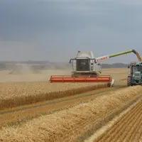 La surface retenue dans la dernière publication officielle des services du ministère de l'Agriculture laisse présager une production française de blé