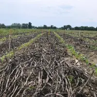 Le semis direct sous couvert végétal (maïs sous féverole ici) génère des terres "puits à carbone" dont les agriculteurs pourraient être rémunérés sur