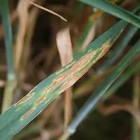 Contre la septoriose, Pygmalion peut être associé à une spécialité à base de soufre pour une solution 100 % biocontrôle très efficace.