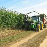 Pour la méthanisation, 3000 hectares de sorgho fourrager ont été cultivés en France en 2020, sur 115 000 hectares de sorgho en tout. © Inra Lusignan
