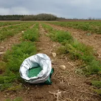 Les productions de semences potagères (carottes ici) ont subi les aléas climatiques de 2022 comme celles du maïs, de la betterave, du tournesol...